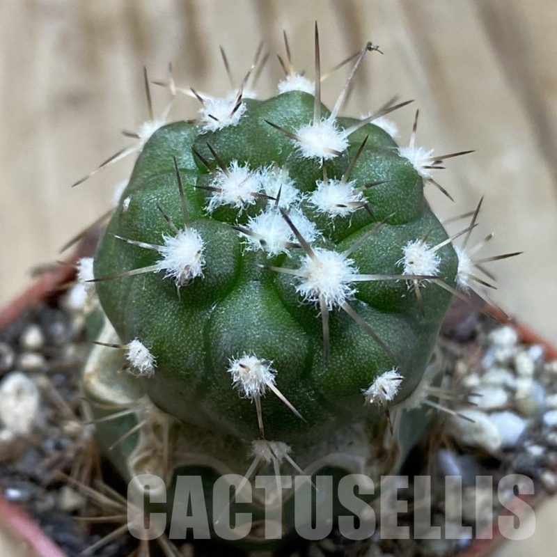 SH19132 Copiapoa cinerea v. albispina PL 142 A, grafted