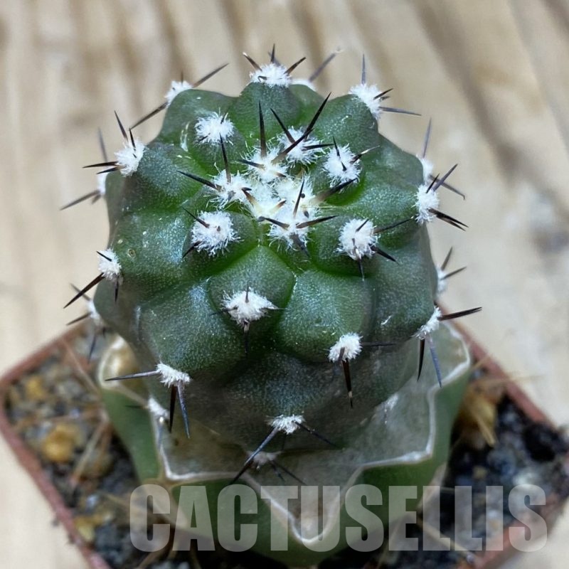 SH19133 Copiapoa cinerea f. inermis PL 143 A , grafted