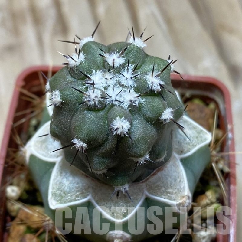 SH19134 Copiapoa cinerea JN 2048 , grafted