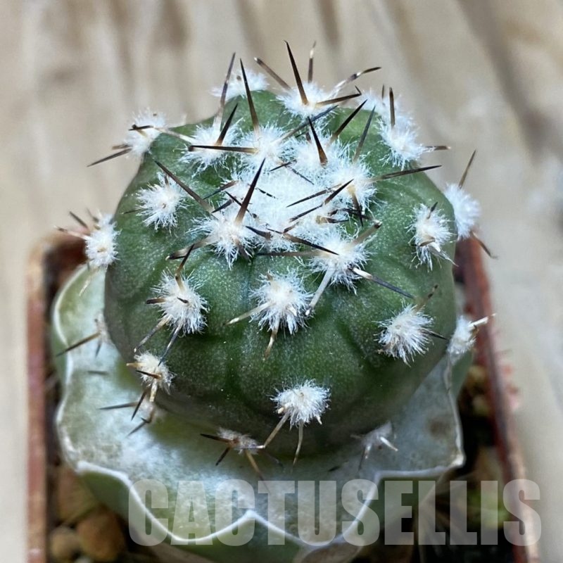 SH19135 Copiapoa cinerea PL 139 A, grafted