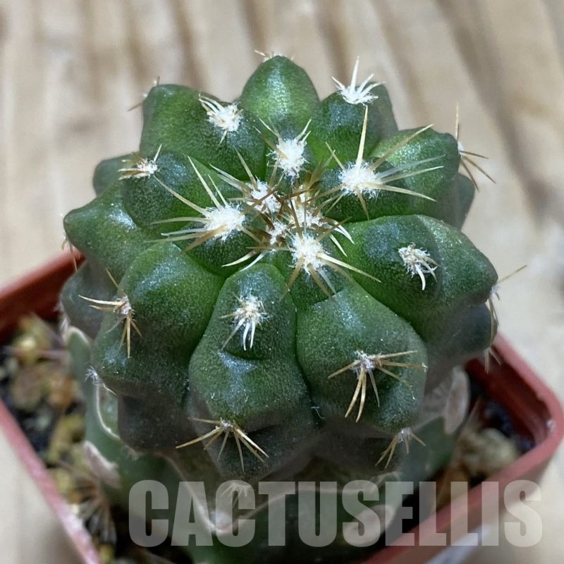 SH19136 Copiapoa chaniaralensis PHA 2459, grafted