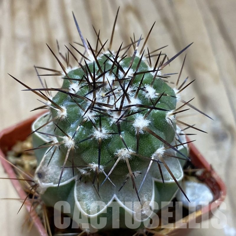 SH19137 Copiapoa cinerea PL 140 A, grafted