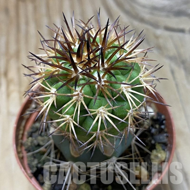 SH19122 Copiapoa vallenarensis SI-61-24, grafted