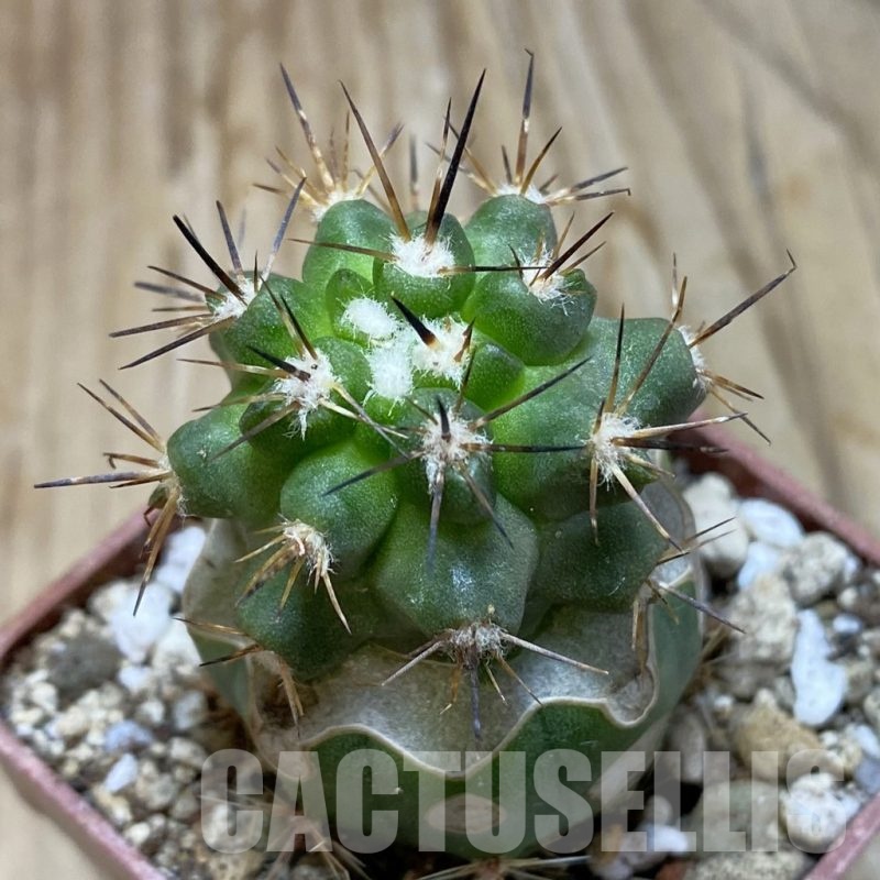 SH19138 Copiapoa sp. PL 129 A, grafted