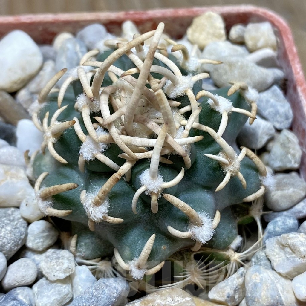 SH19139 Pediocactus peeblesianus f. menzelii PJR 504, grafted