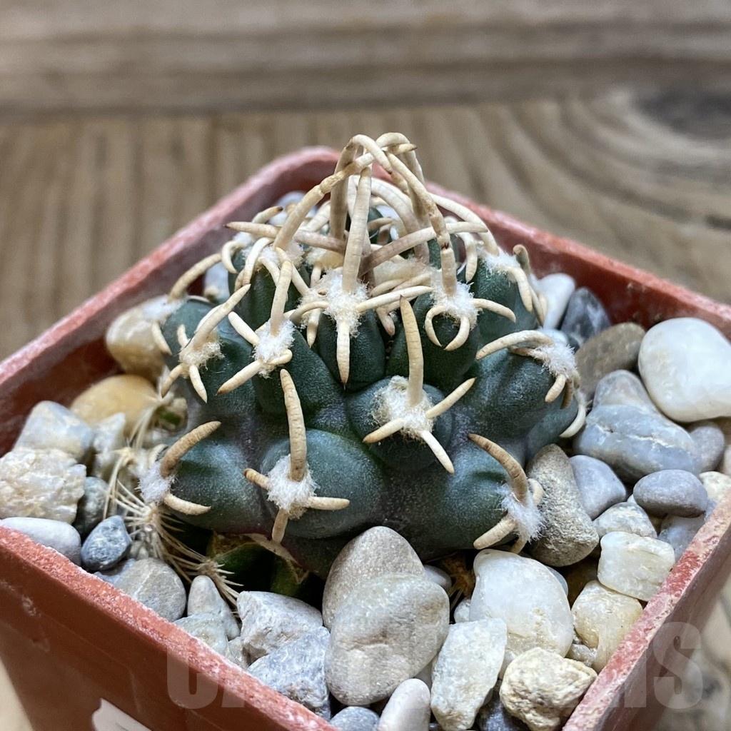 SH19139 Pediocactus peeblesianus f. menzelii PJR 504, grafted – Bild 2