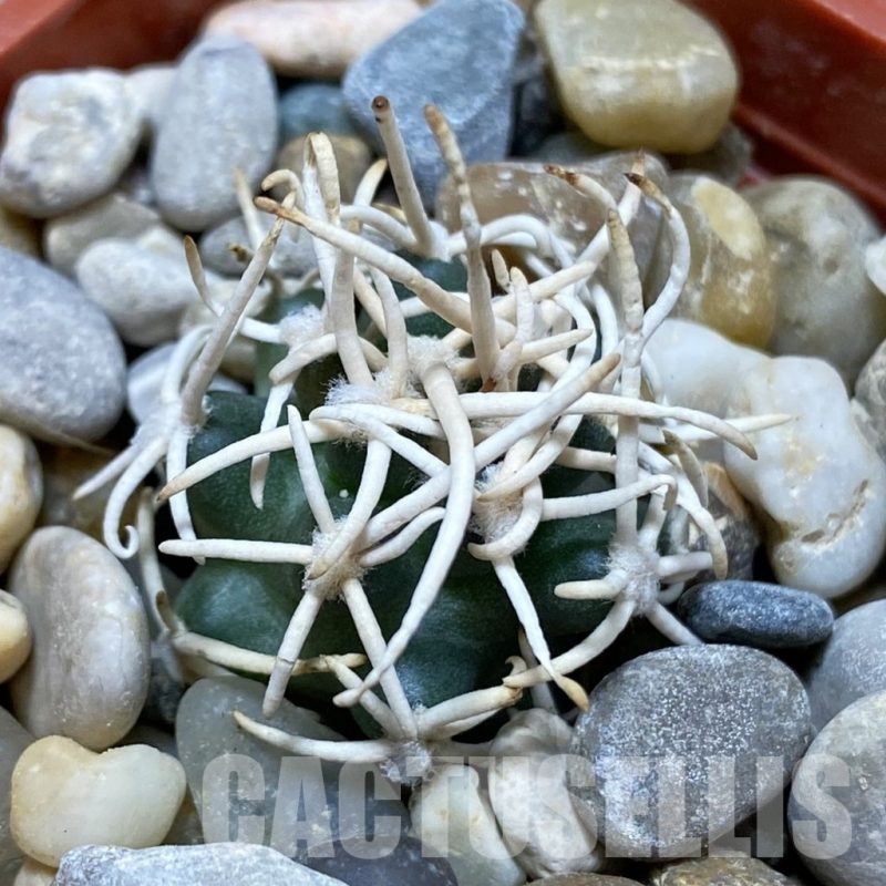 SH19142 Pediocactus peeblesianus f. menzelii PJR 543, grafted