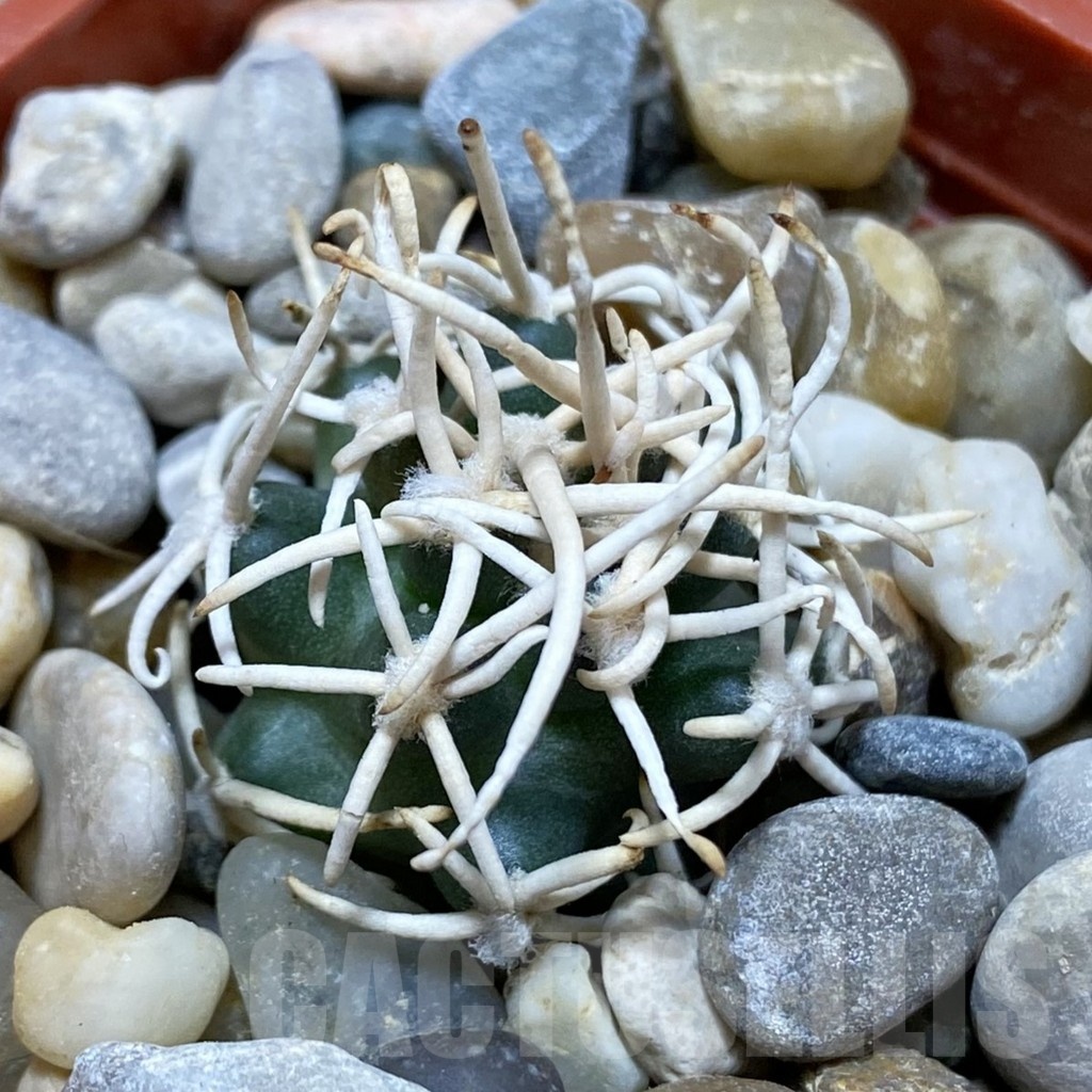 SH19142 Pediocactus peeblesianus f. menzelii PJR 543, grafted