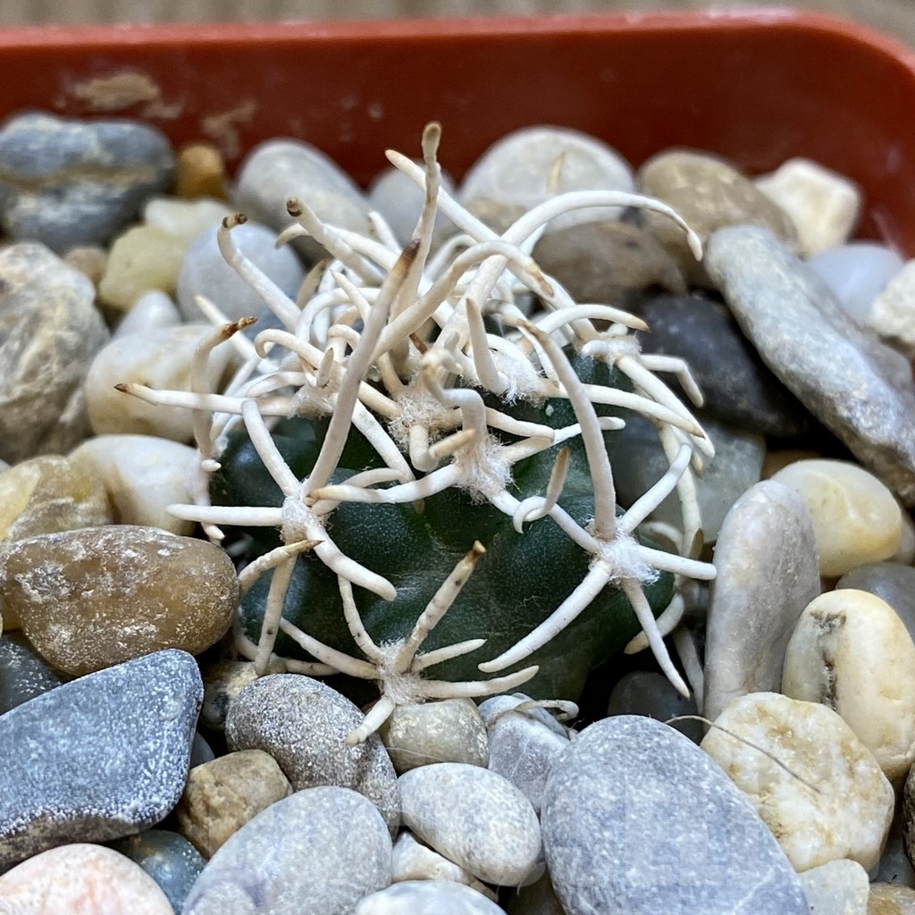 SH19142 Pediocactus peeblesianus f. menzelii PJR 543, grafted - Image 2