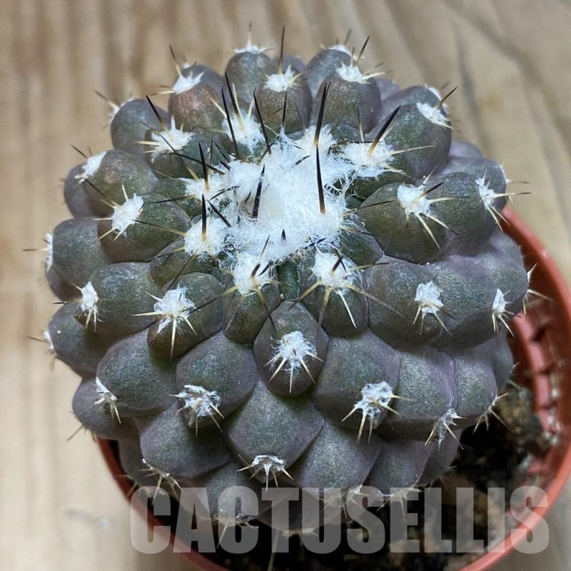 SH19123 Copiapoa leonensis HR1061, grafted