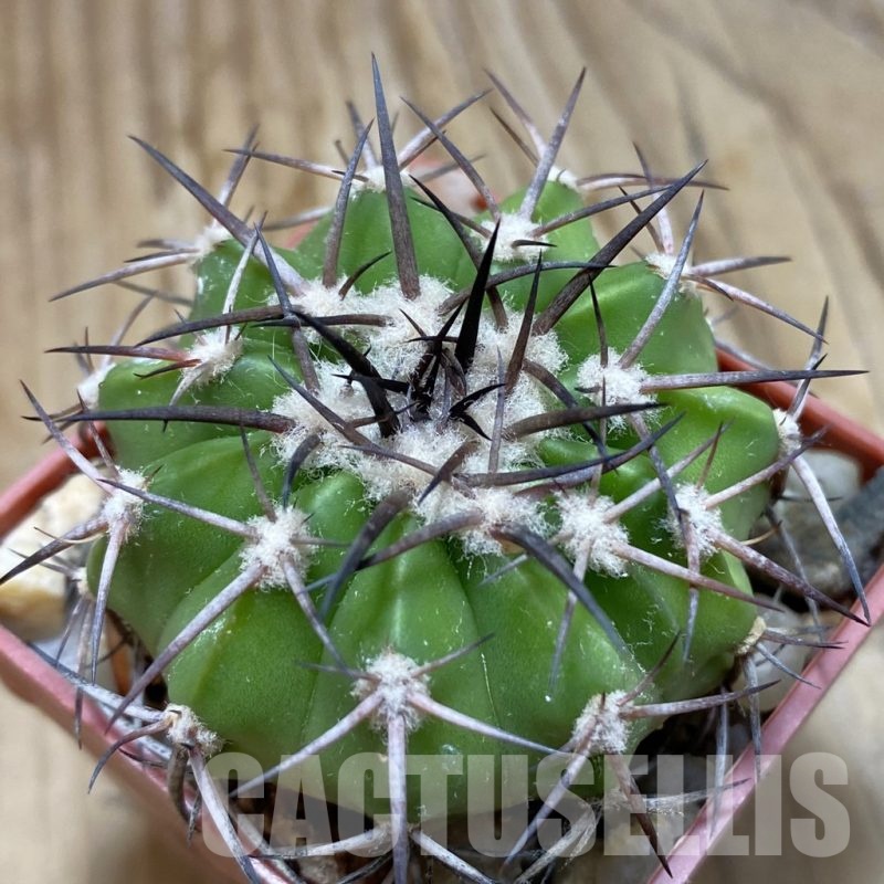 SH19146 Discocactus alteolens MH 587, own roots