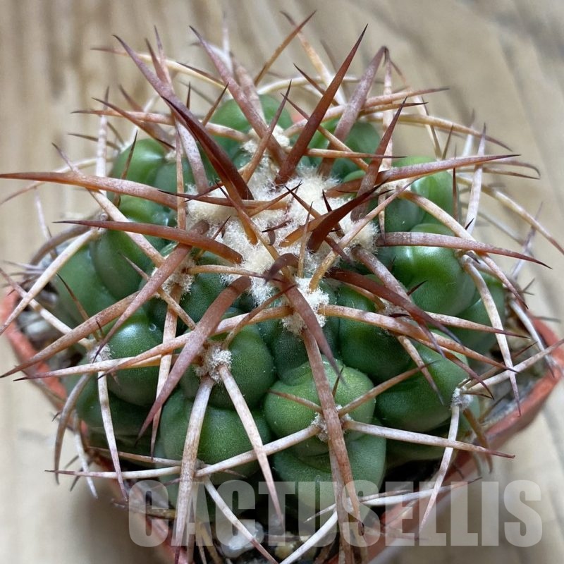 SH19147 Discocactus cangaensis MH886, own roots