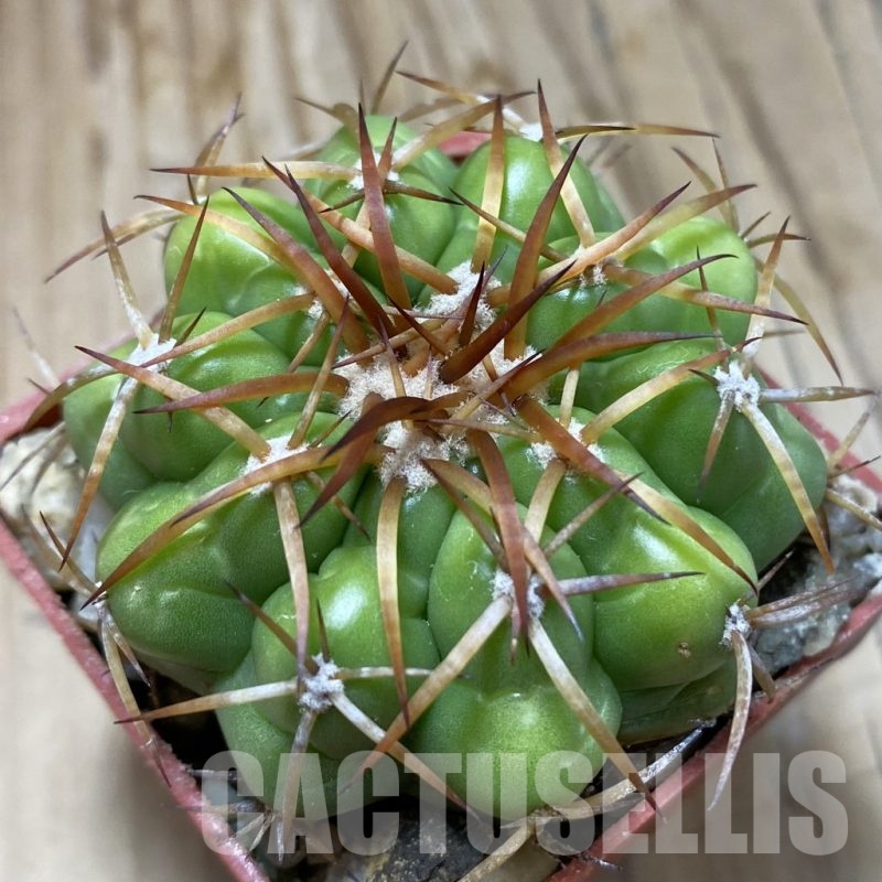 SH19148 Discocactus cangaensis MH886, own roots