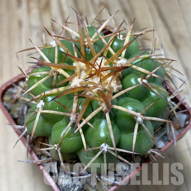 SH19149 Discocactus cangaensis MH886, own roots