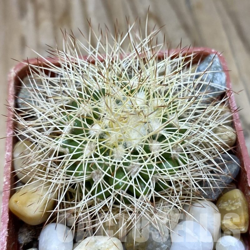 SH19150 Discocactus horstiorum MH 738, own roots