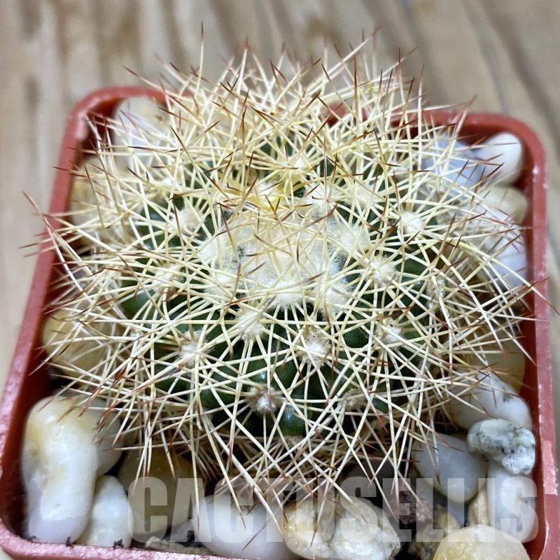SH19151 Discocactus horstiorum MH 738, own roots