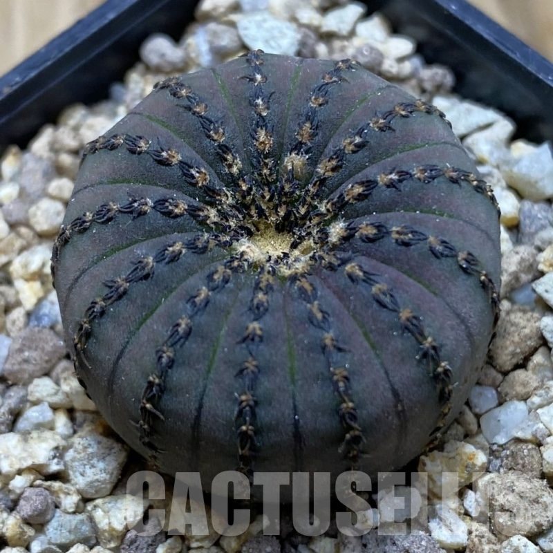 SH19395 Frailea asterioides