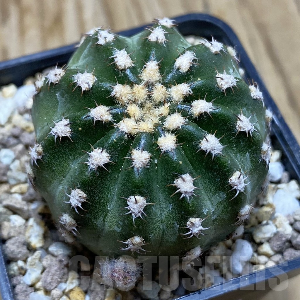 SH19399 Echinopsis subdenudata 'Shinshowa' - immagine 2