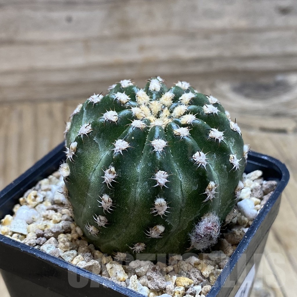 SH19399 Echinopsis subdenudata 'Shinshowa' - immagine 3