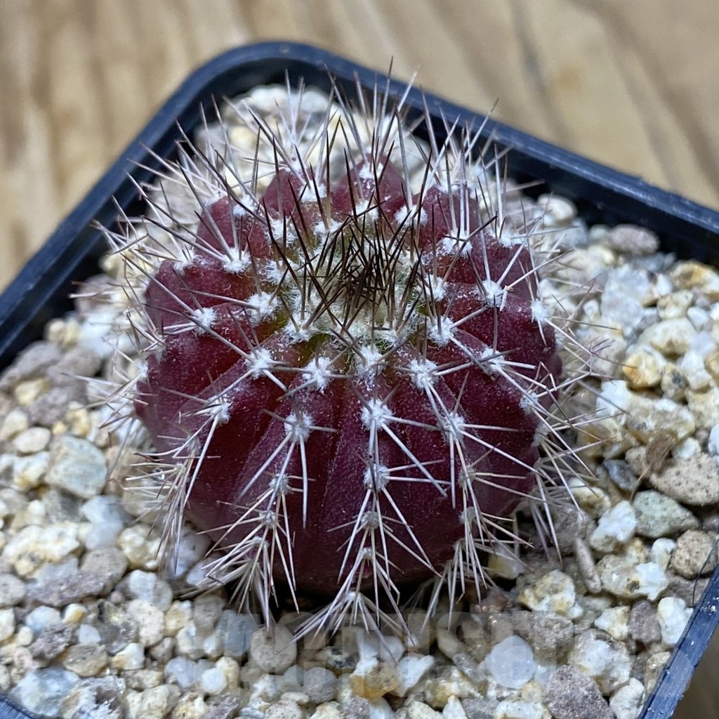 SH19402 Uebelmannia pectinifera