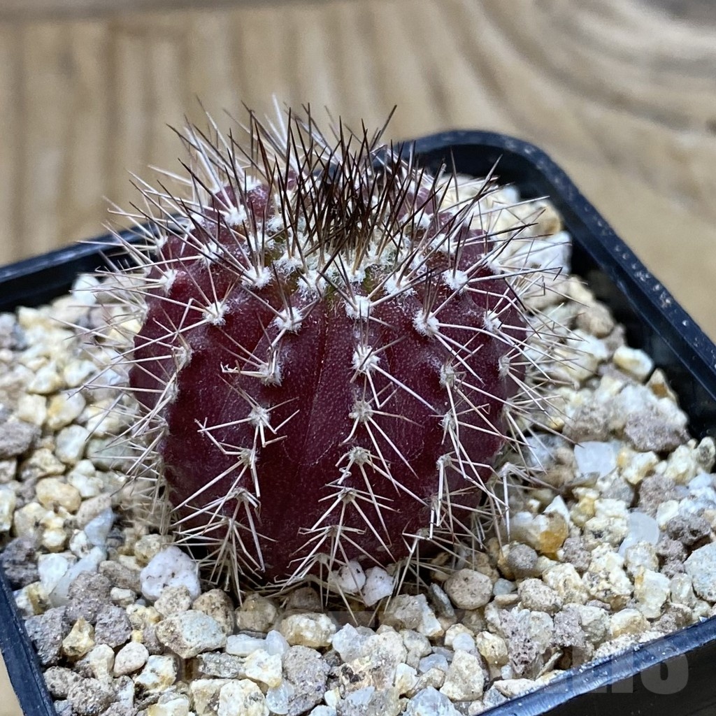 SH19402 Uebelmannia pectinifera - Image 2