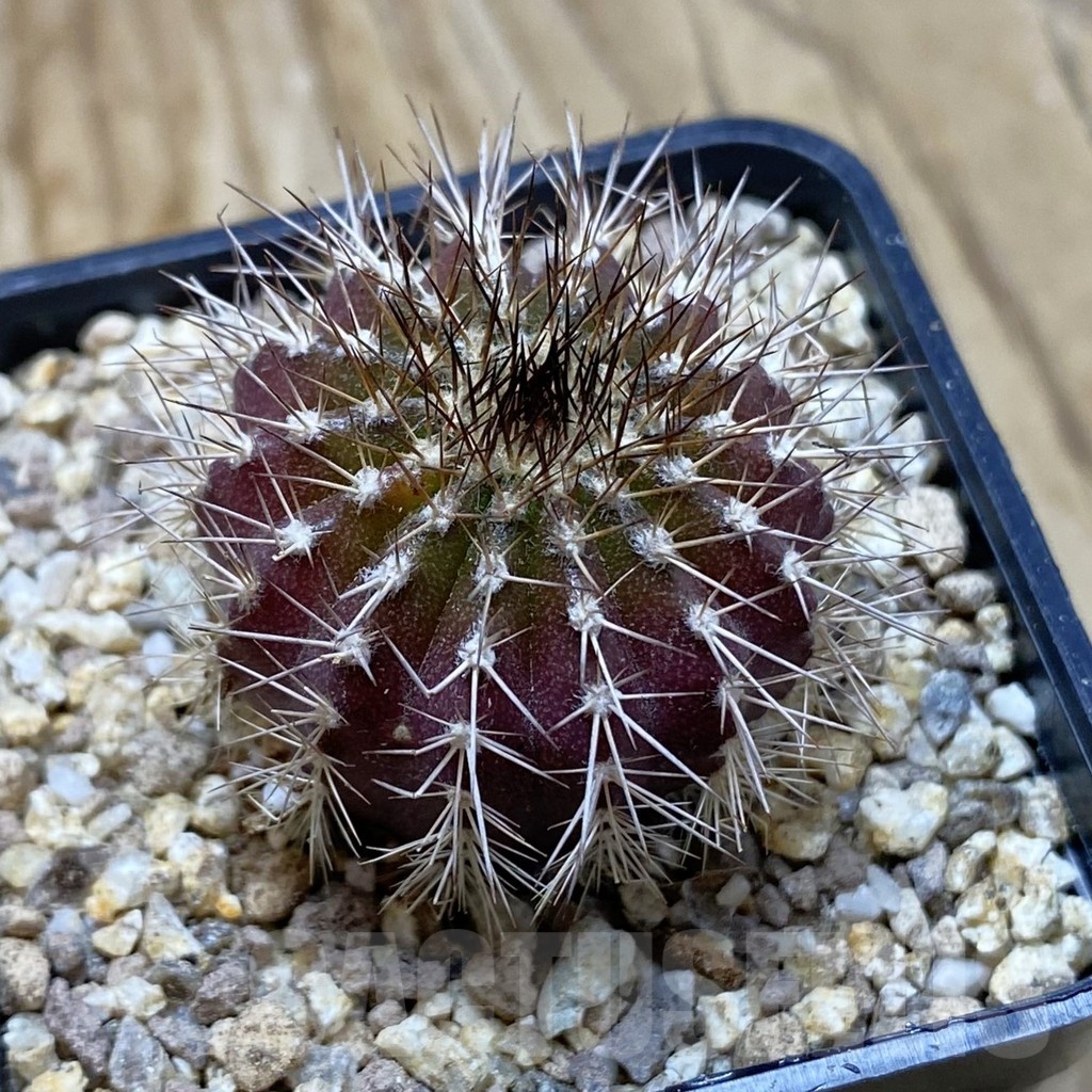 SH19403 Uebelmannia pectinifera