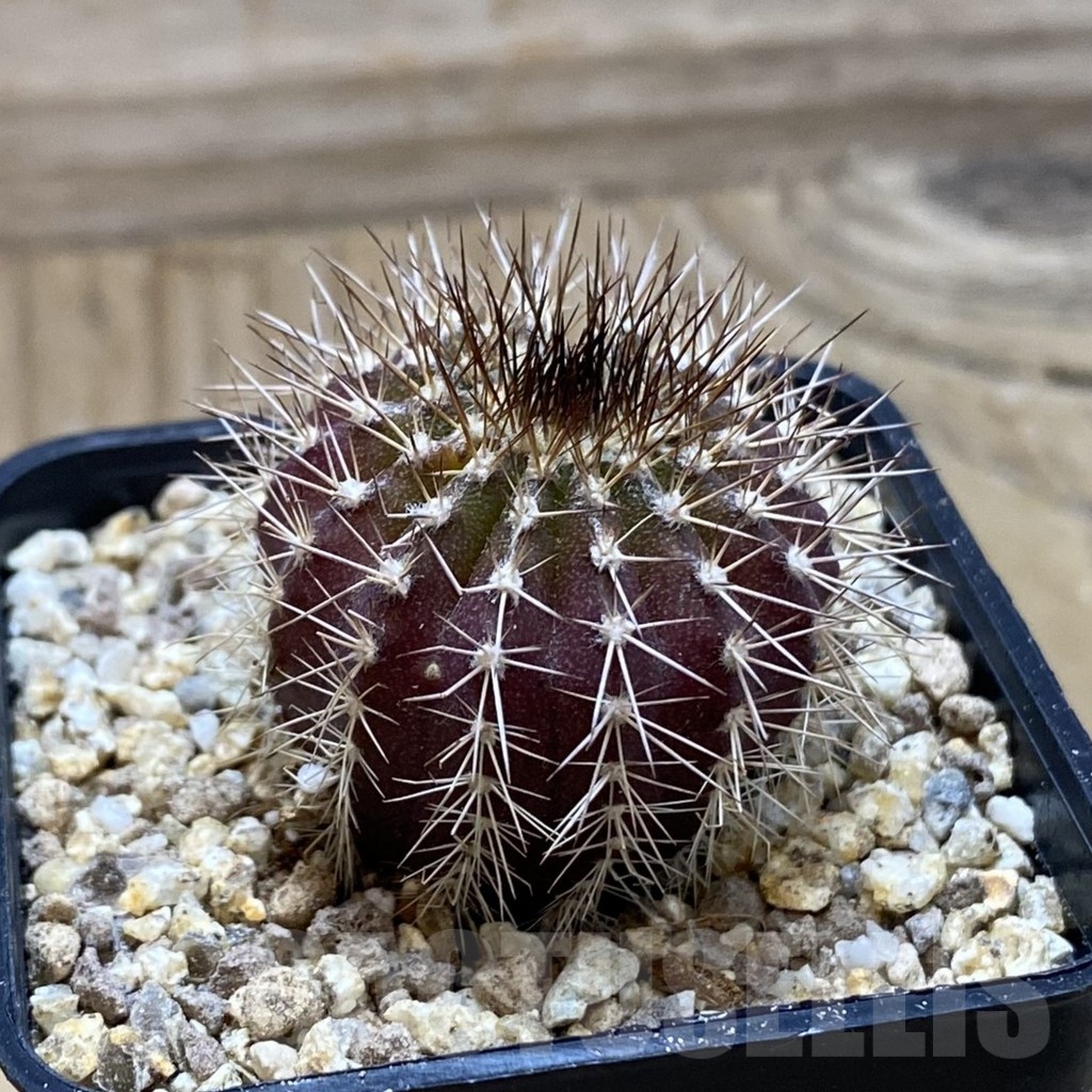 SH19403 Uebelmannia pectinifera - Image 2