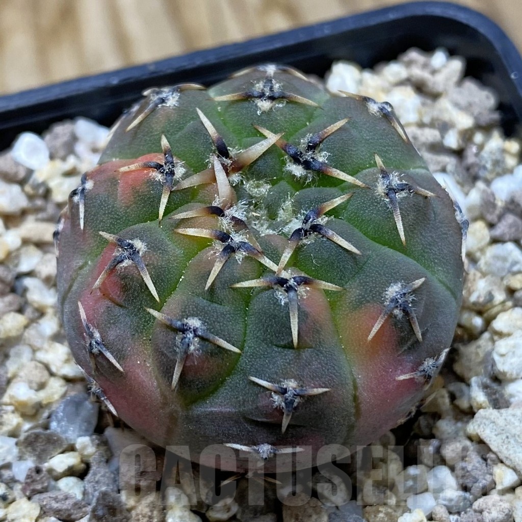 SH19405 Gymnocalycium stellatum f. variegata