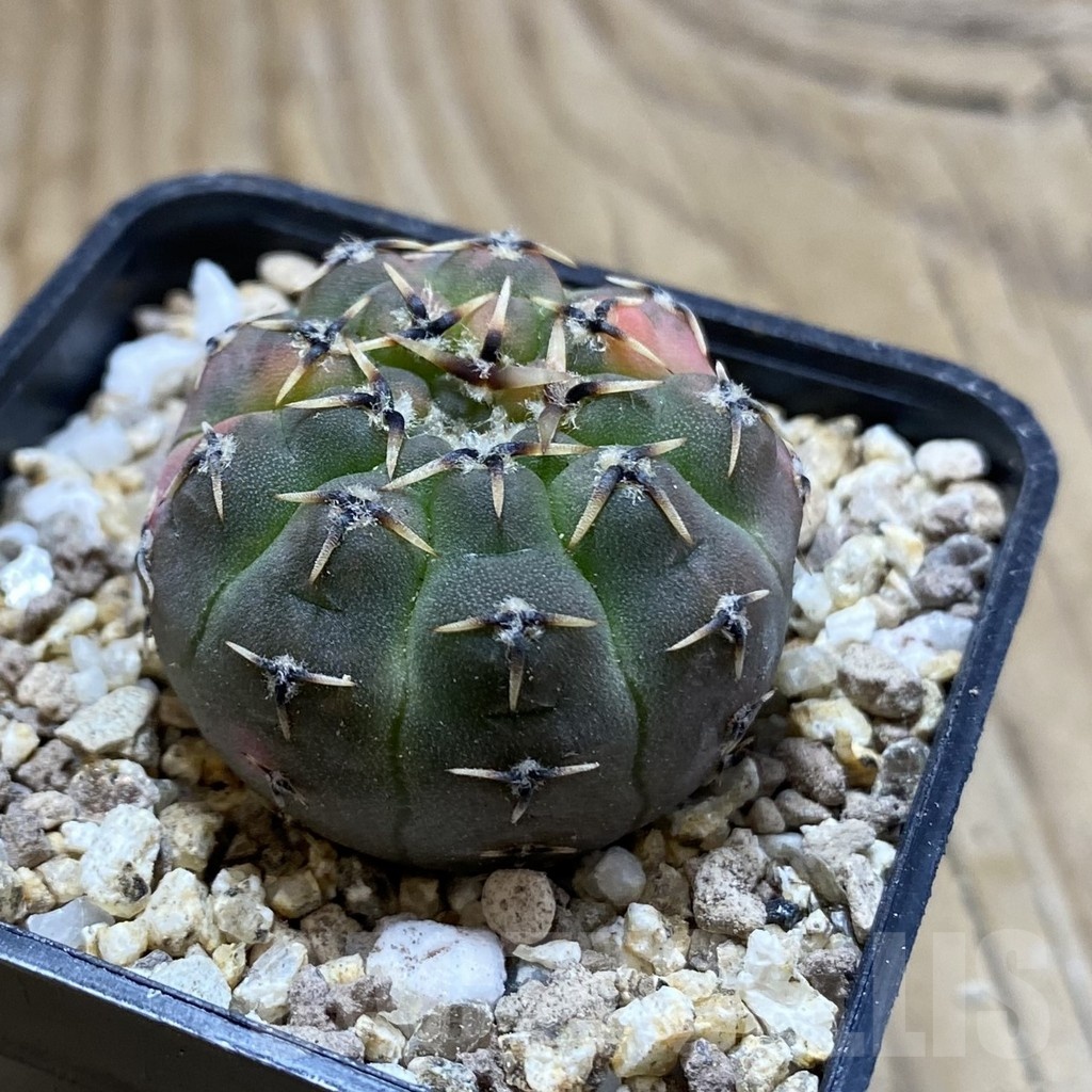 SH19405 Gymnocalycium stellatum f. variegata - Image 2