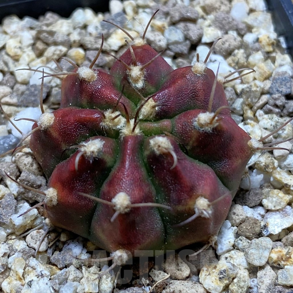 SH19407 Gymnocalycium mihanovichii 'Deadpool'