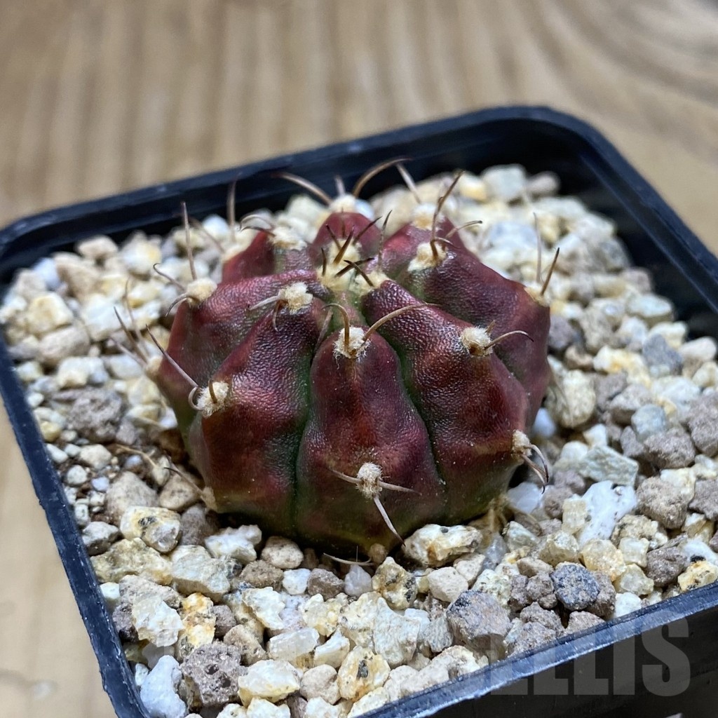 SH19407 Gymnocalycium mihanovichii 'Deadpool' - immagine 2
