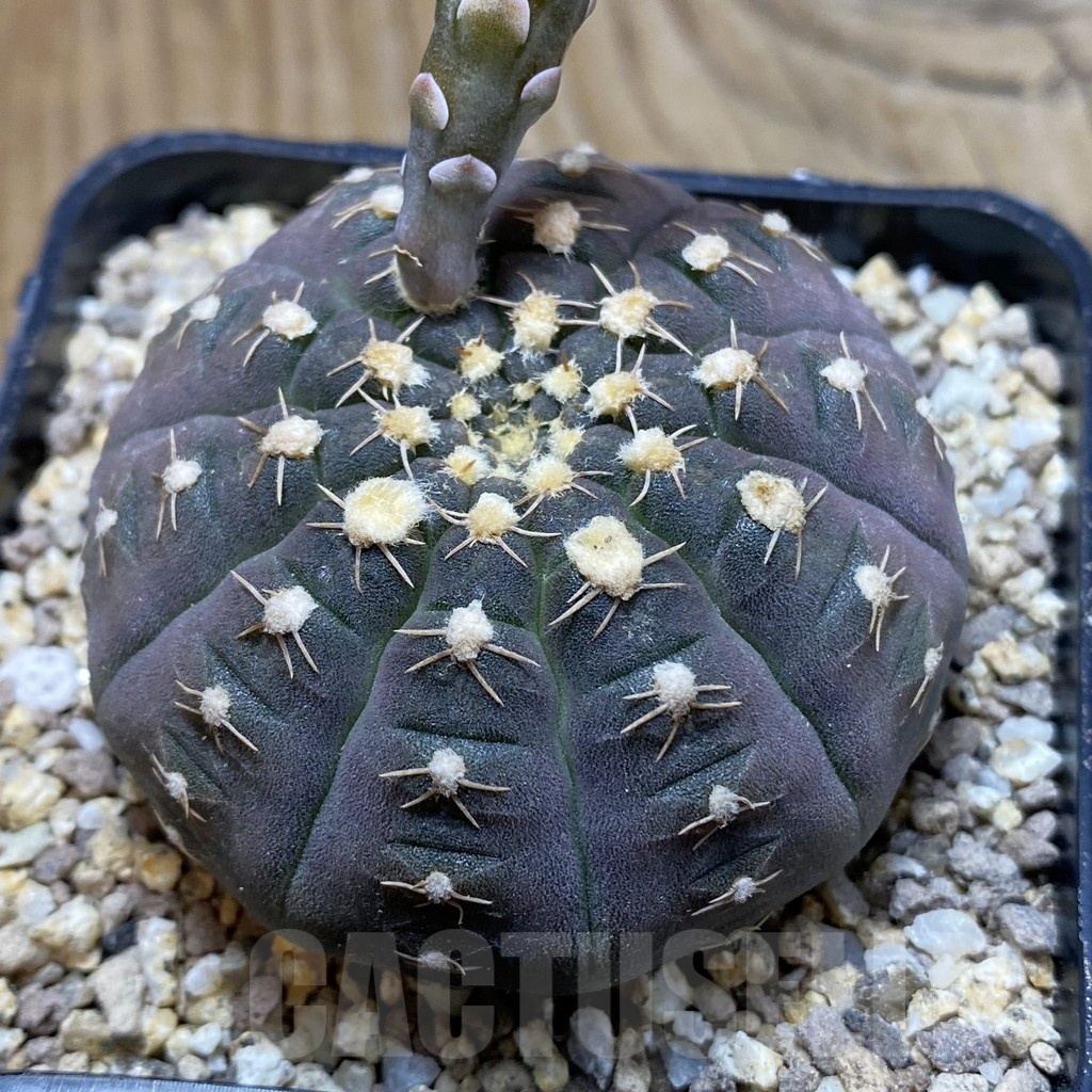 SH19365 Gymnocalycium ragonesei, pink flower