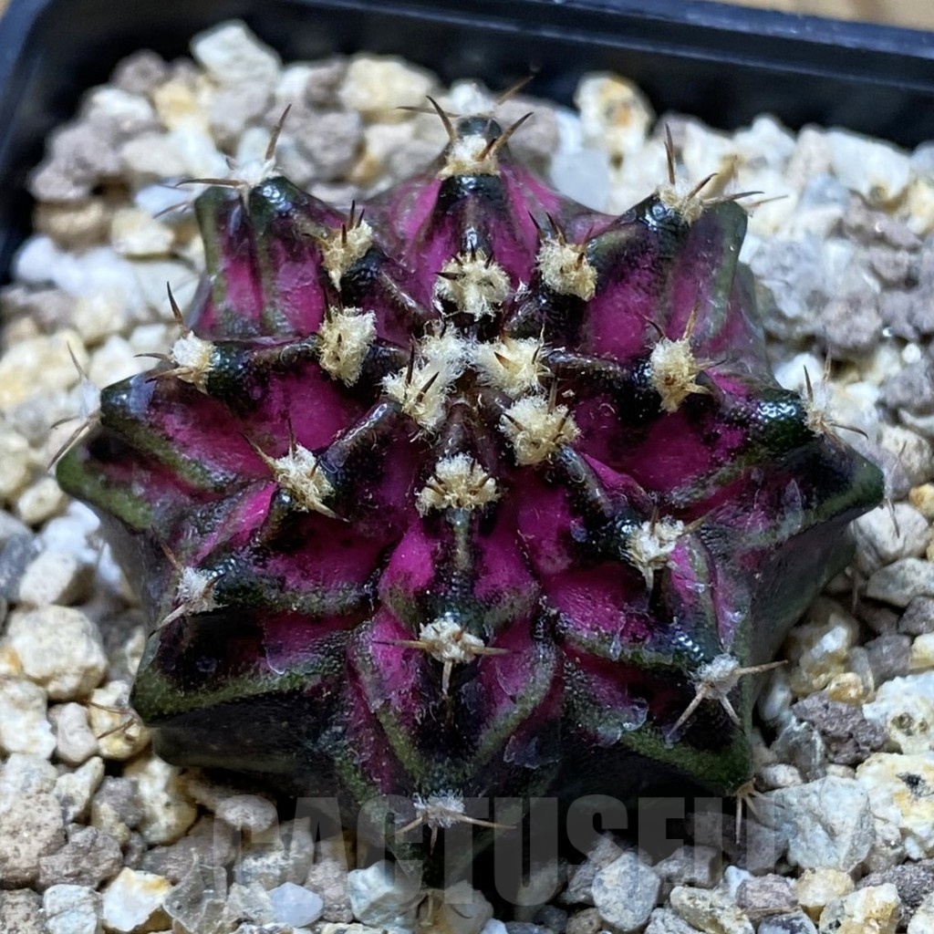 SH19408 Gymnocalycium mihanovichii 'T-Lux'