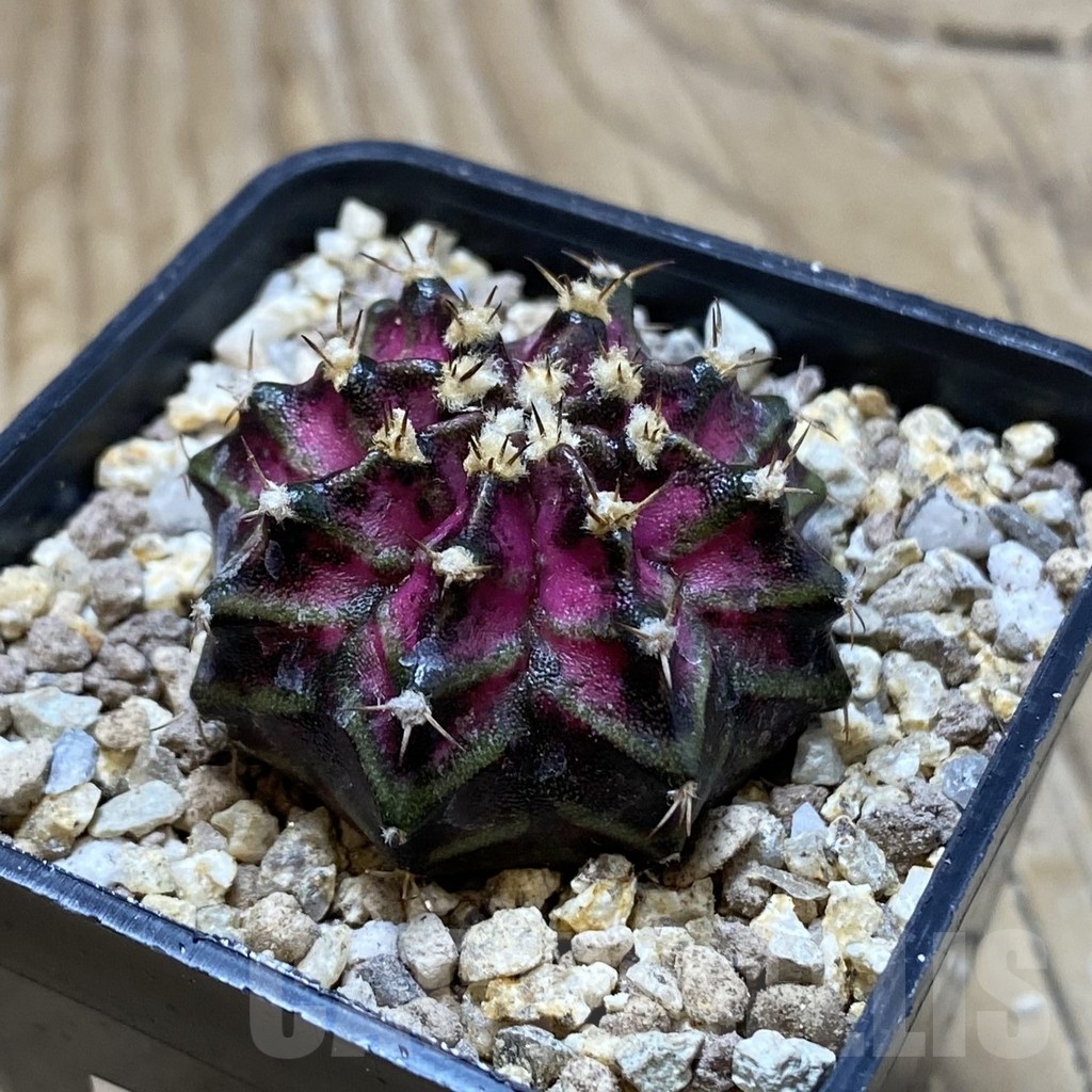 SH19408 Gymnocalycium mihanovichii 'T-Lux' - Image 2