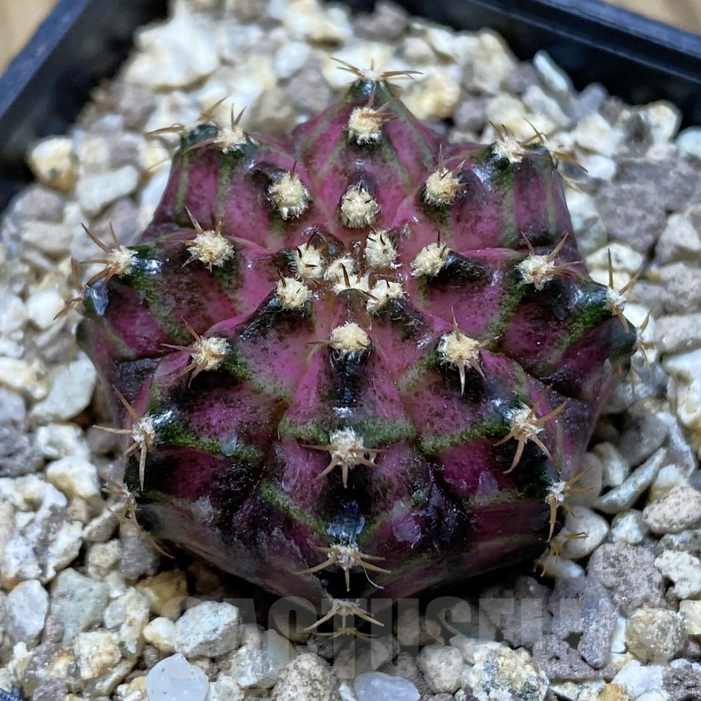 SH19409 Gymnocalycium mihanovichii 'T-Lux'