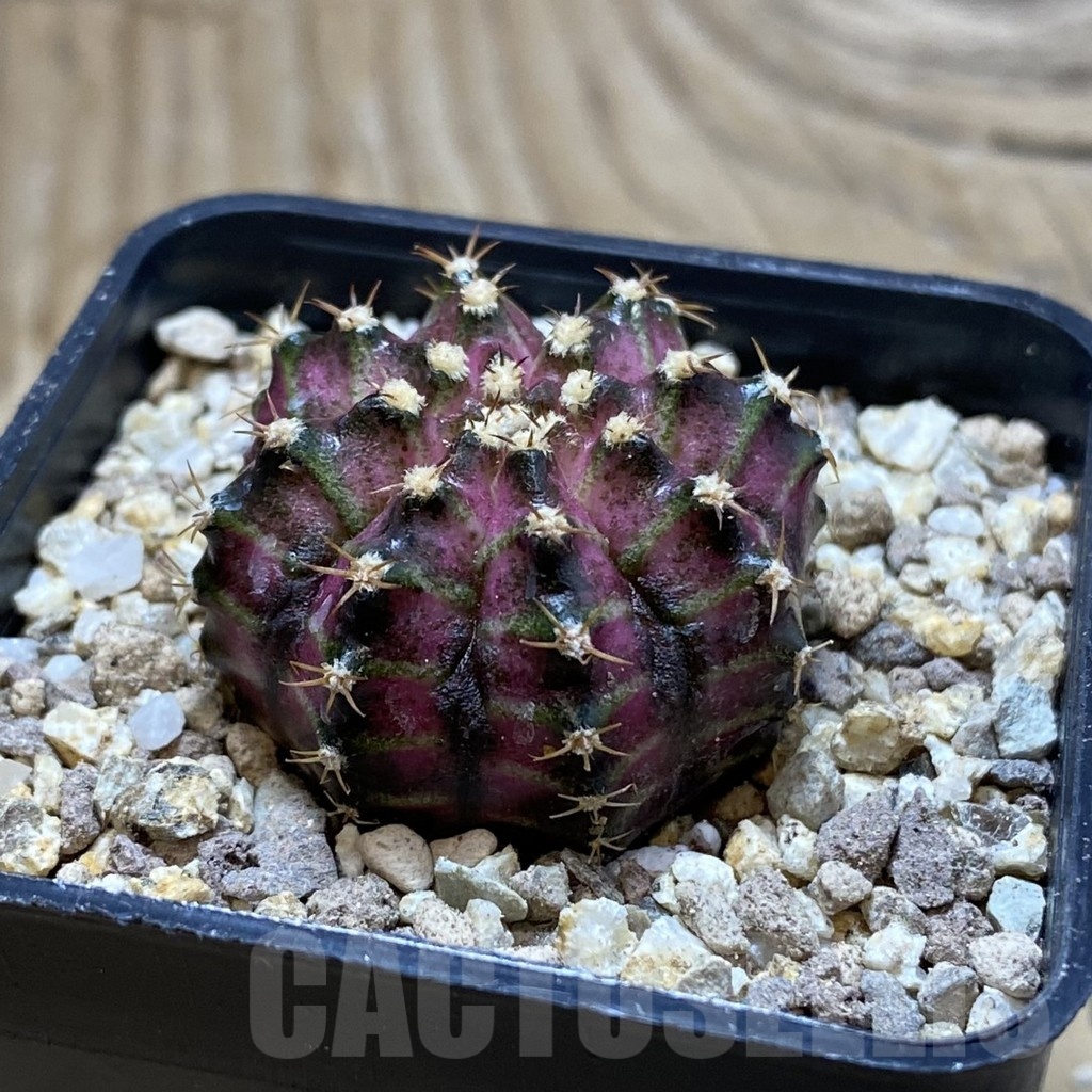 SH19409 Gymnocalycium mihanovichii 'T-Lux' - Image 2