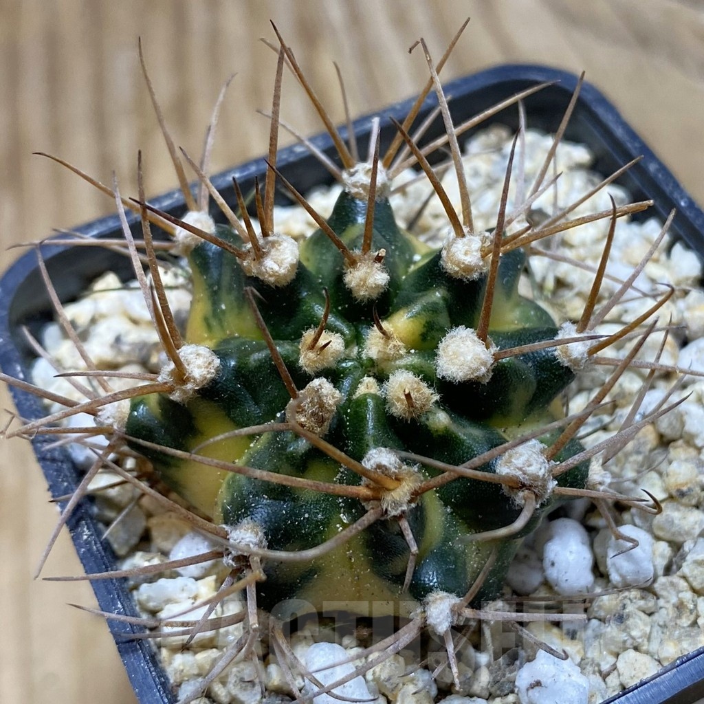 SH19410 Gymnocalycium mihanovichii 'Black Crown'