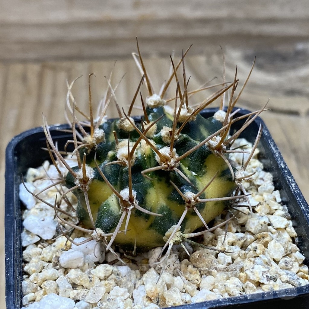 SH19410 Gymnocalycium mihanovichii 'Black Crown' - Image 2