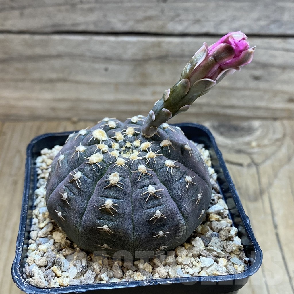 SH19365 Gymnocalycium ragonesei, pink flower - immagine 2