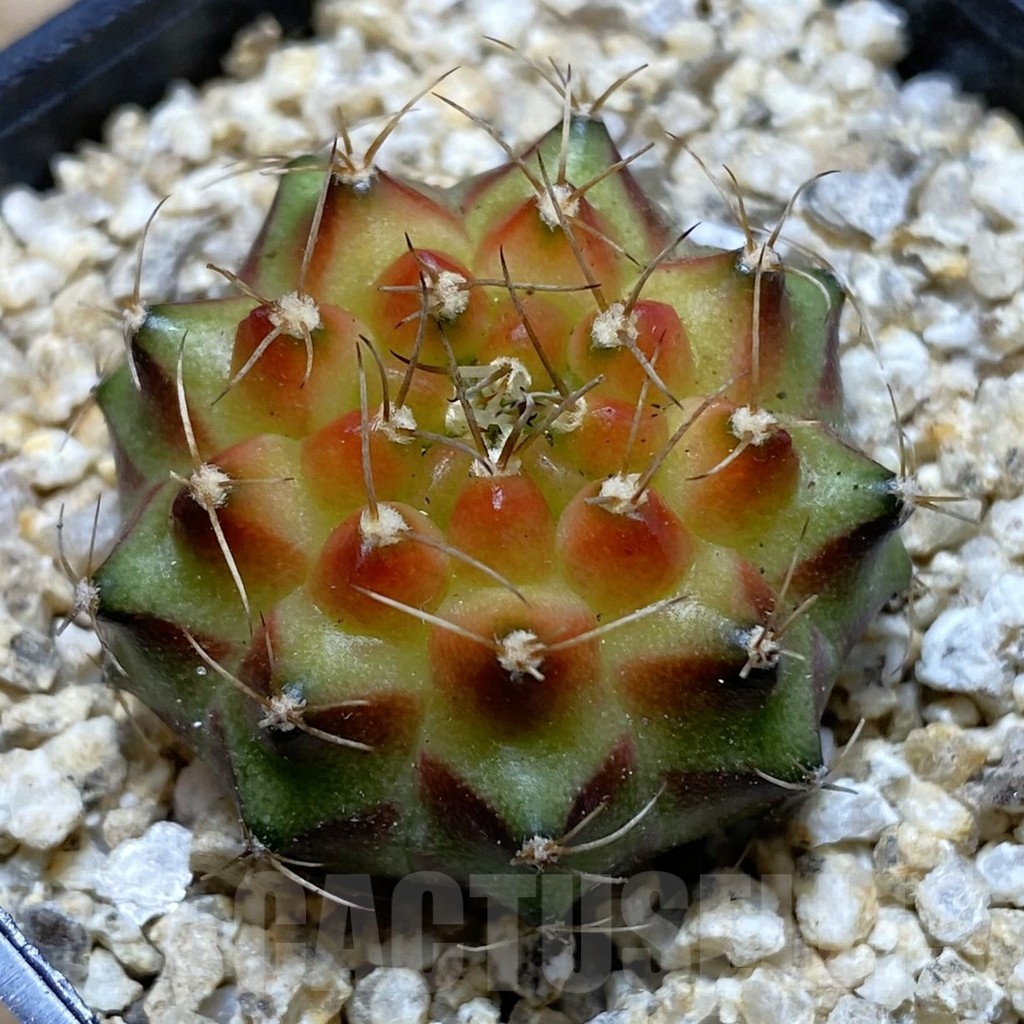 SH19411 Gymnocalycium mihanovichii 'Neon'