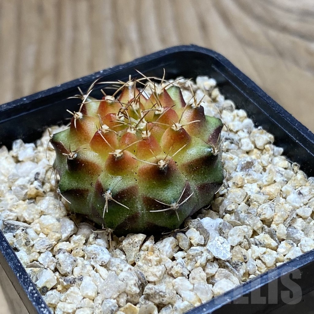 SH19411 Gymnocalycium mihanovichii 'Neon' - Image 2