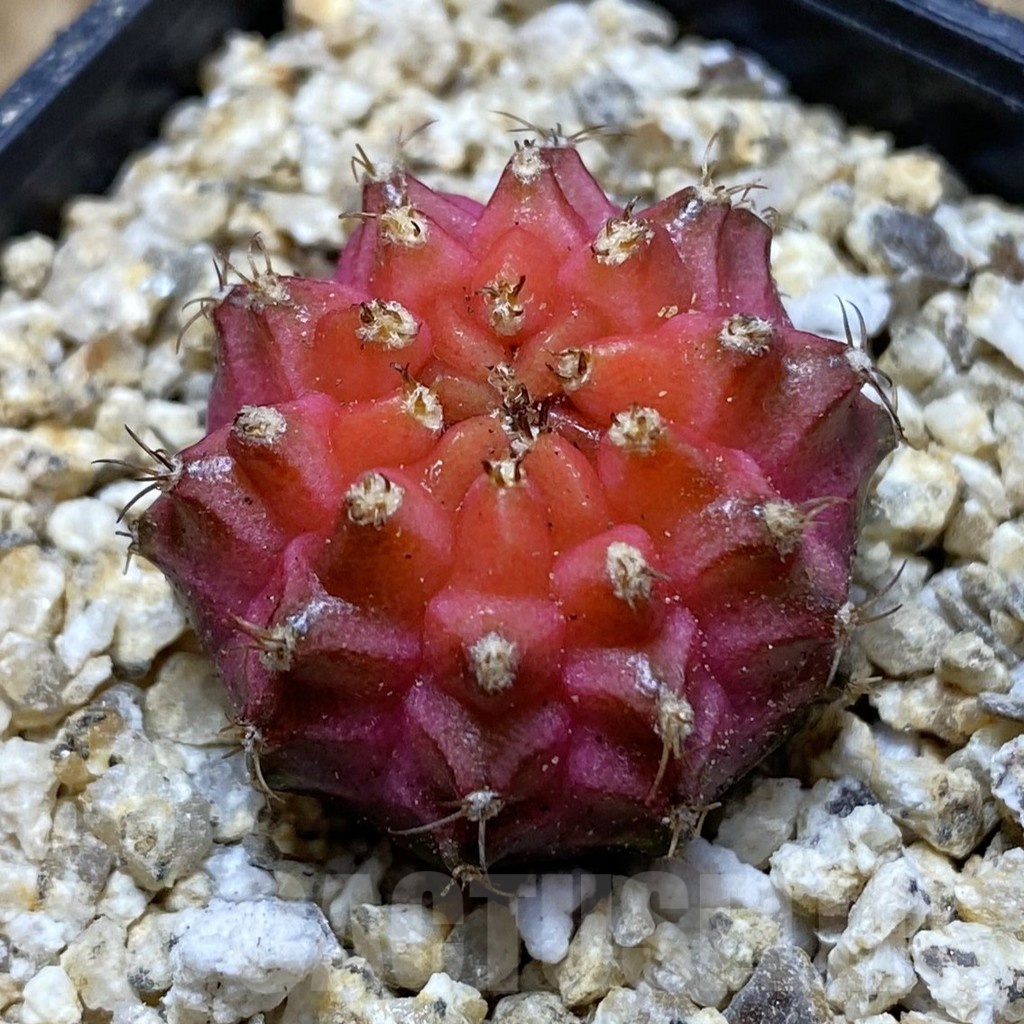 SH19412 Gymnocalycium mihanovichii 'Neon'
