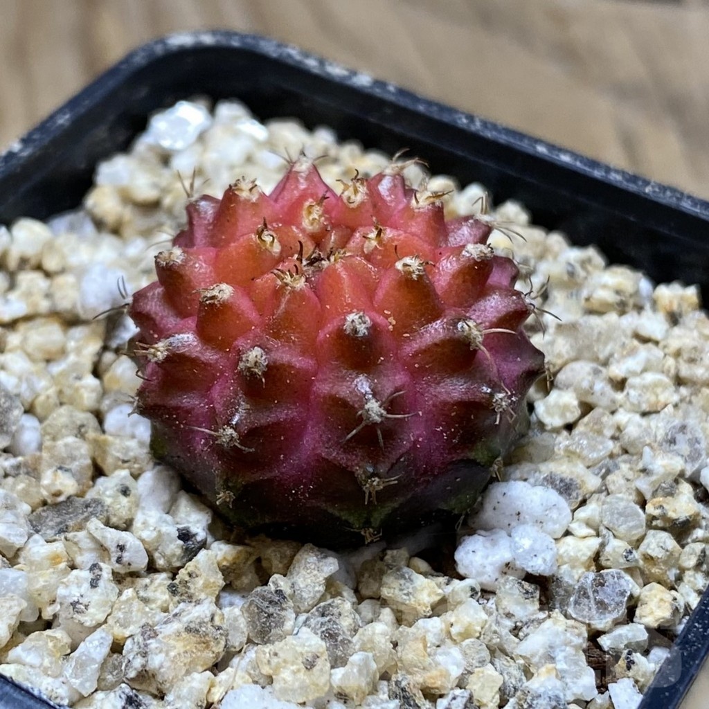 SH19412 Gymnocalycium mihanovichii 'Neon' - Зображення 2