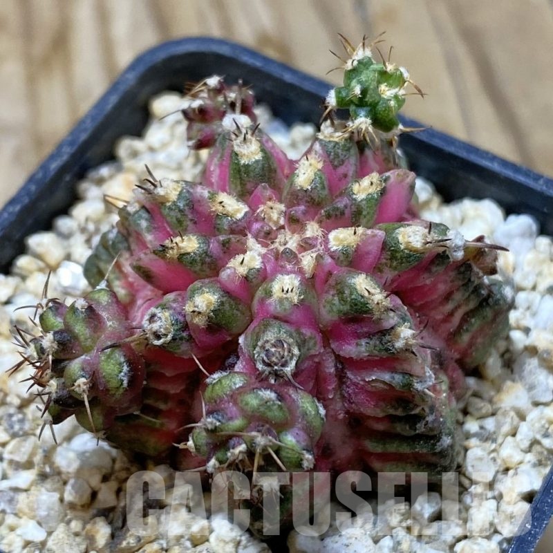 SH19413 Gymnocalycium mihanovichii ‘T-Lux’ x 'T-Rex'