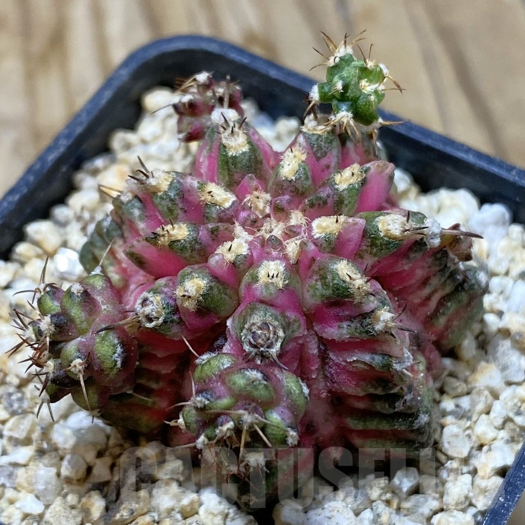 SH19413 Gymnocalycium mihanovichii ‘T-Lux’ x 'T-Rex'