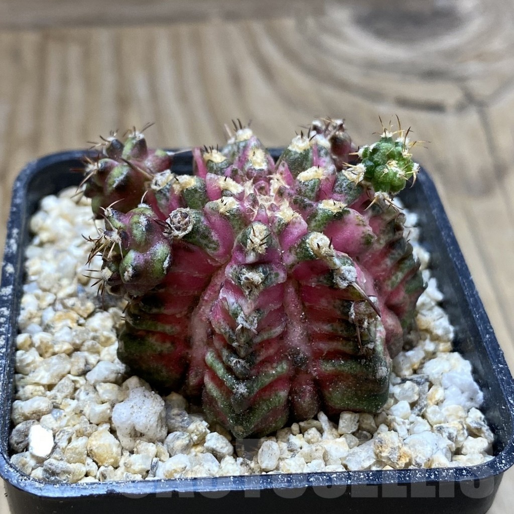 SH19413 Gymnocalycium mihanovichii ‘T-Lux’ x 'T-Rex' - Imagen 2