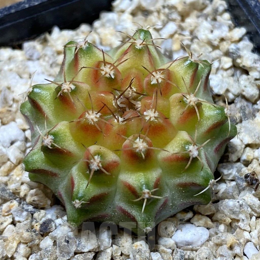 SH19414 Gymnocalycium mihanovichii ‘Neon’