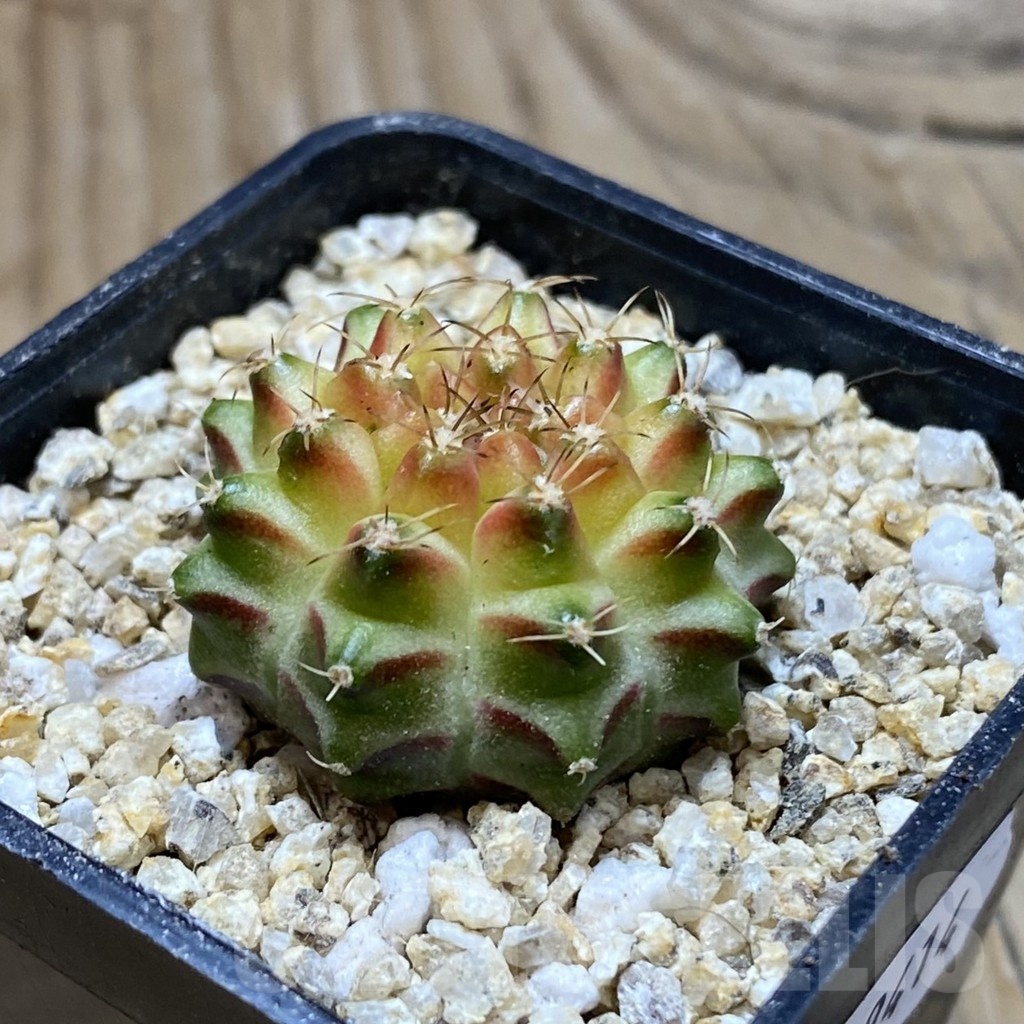 SH19414 Gymnocalycium mihanovichii ‘Neon’ - Image 2