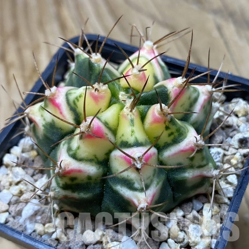 SH19415 Gymnocalycium mihanovichii 'Flower Field'