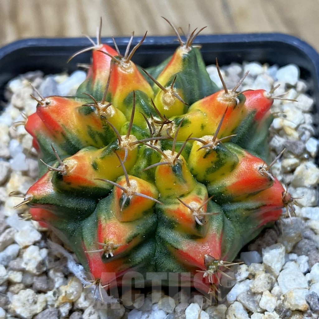 SH19416 Gymnocalycium mihanovichii 'T31115'